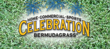 Celebration® Bermudagrass