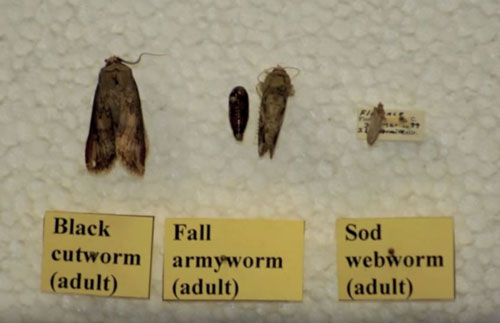 Insect Identification